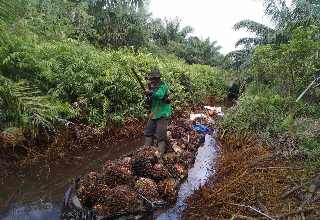 Pemerintah pusat dan DPR mengakomodir usulan DBH Perkebunan Sawit. Ilustrasi: Petani sedang mengangkut hasil panen sawit di Batola