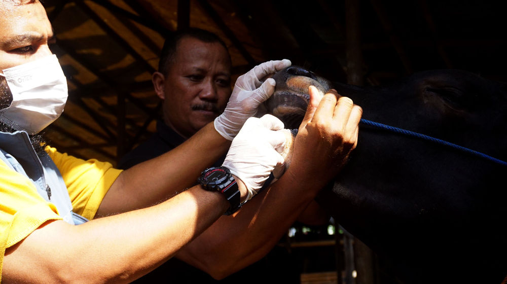 Pemeriksaan Sapi Ternak Tangerang - Panji 1.jpg