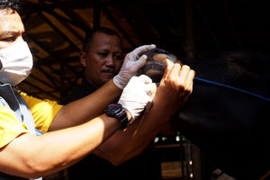 Pemeriksaan Sapi Ternak Tangerang - Panji 1.jpg