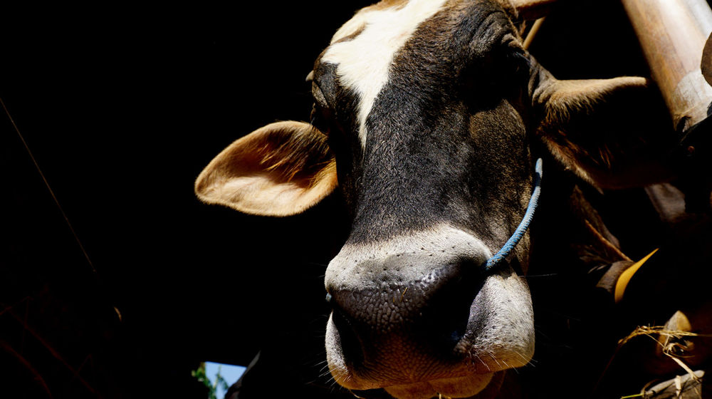 Pemeriksaan Sapi Ternak Tangerang - Panji 2.jpg