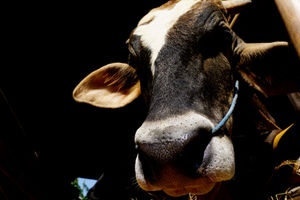 Pemeriksaan Sapi Ternak Tangerang - Panji 2.jpg