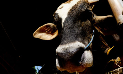 Pemeriksaan Sapi Ternak Tangerang - Panji 2.jpg