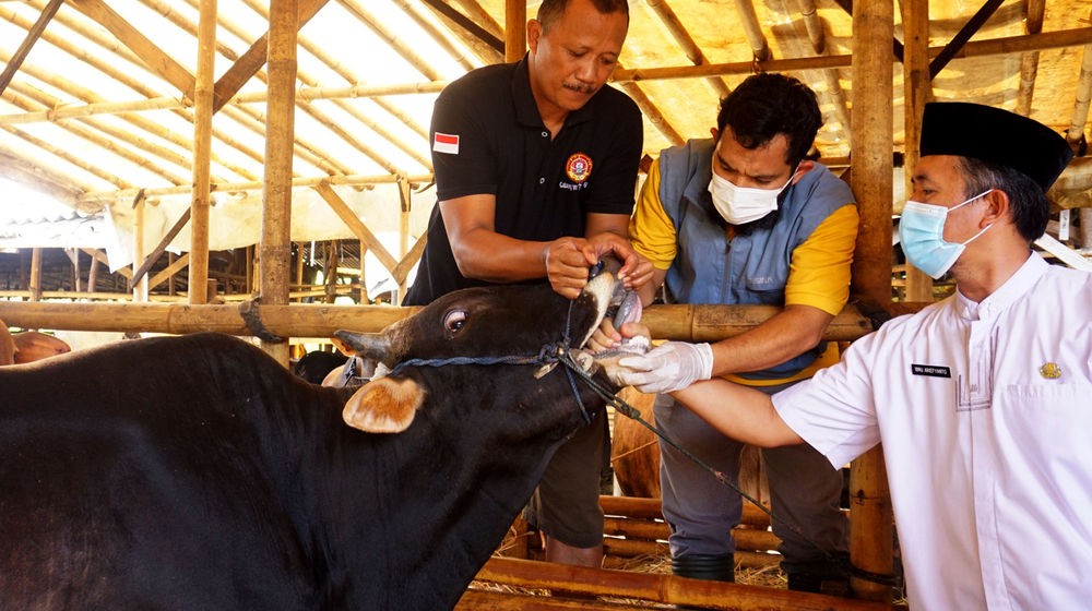 Pemeriksaan Sapi Ternak Tangerang - Panji 7.jpg