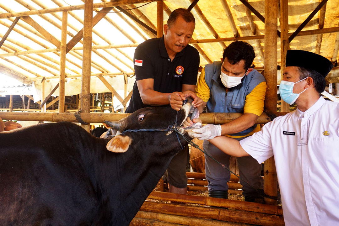 Dinas Ketahanan Pangan (DKP) Kita Tangerang tengah memeriksa sejumlah sapi di Peternakan Mandalawangi, Kelurahan Gembor Kecamatan Periuk Kota Tangerang. Selain pemeriksaan DKP juga memberikan Obat dan Himbauan kepada peternak. Jumat 13 Mei 2022. Foto : Panji Asmoro/TrenAsia  