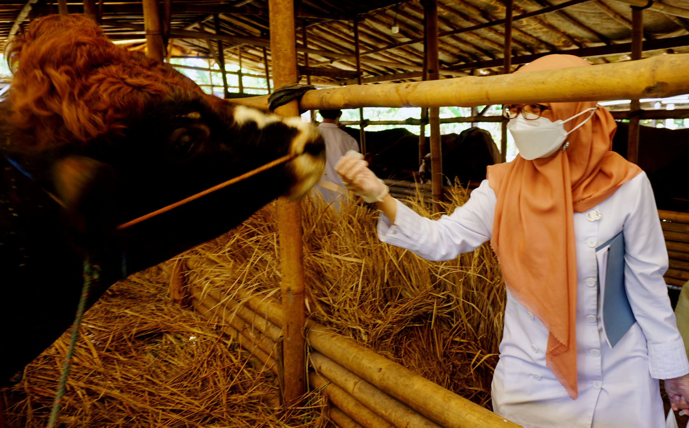 Populasi sapi ternak di Kalimantan Timur meningkat, namun belum mampu penuhi kebutuhan daging sapi masyarakat. Foto : Panji Asmoro/TrenAsia  