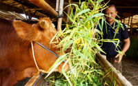 Pemeriksaan Sapi Ternak Tangerang - Panji 6.jpg