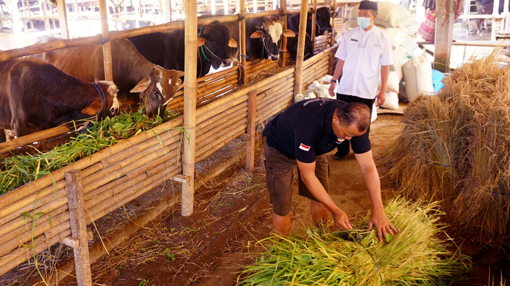 Pemeriksaan Sapi Ternak Tangerang - Panji 3.jpg