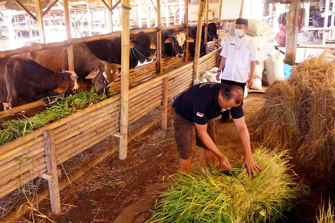 Dinas Ketahanan Pangan (DKP) Kita Tangerang tengah memeriksa sejumlah sapi di Peternakan Mandalawangi, Kelurahan Gembor Kecamatan Periuk Kota Tangerang. Selain pemeriksaan DKP juga memberikan Obat dan Himbauan kepada peternak. Jumat 13 Mei 2022. Foto : Panji Asmoro/TrenAsia  