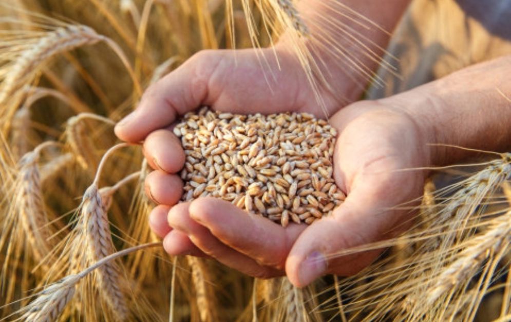 Suplai gandum global akan terpangkas signifikan jika India melakukan larangan ekspor.