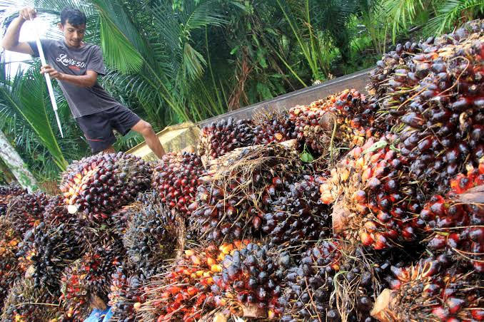 Ini 179 Jenis Hilirisasi Industri Kelapa Sawit - Halojatim.com