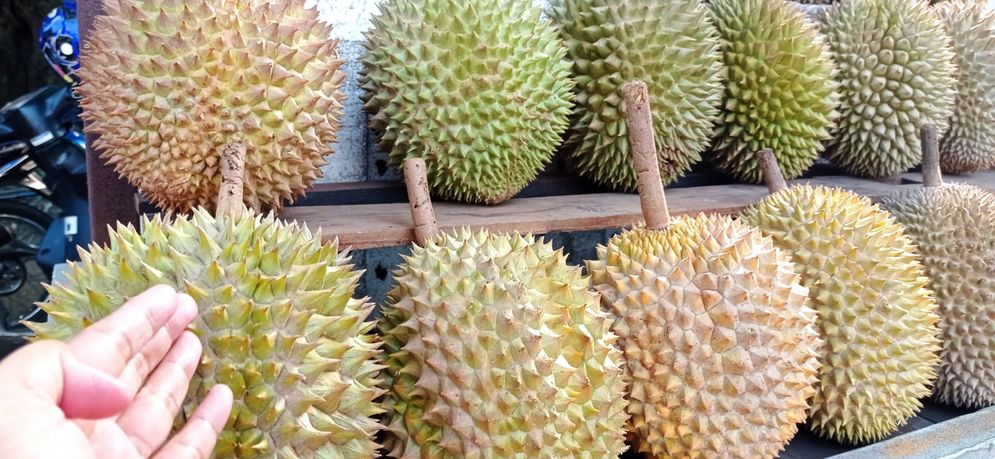 Durian bengkulu