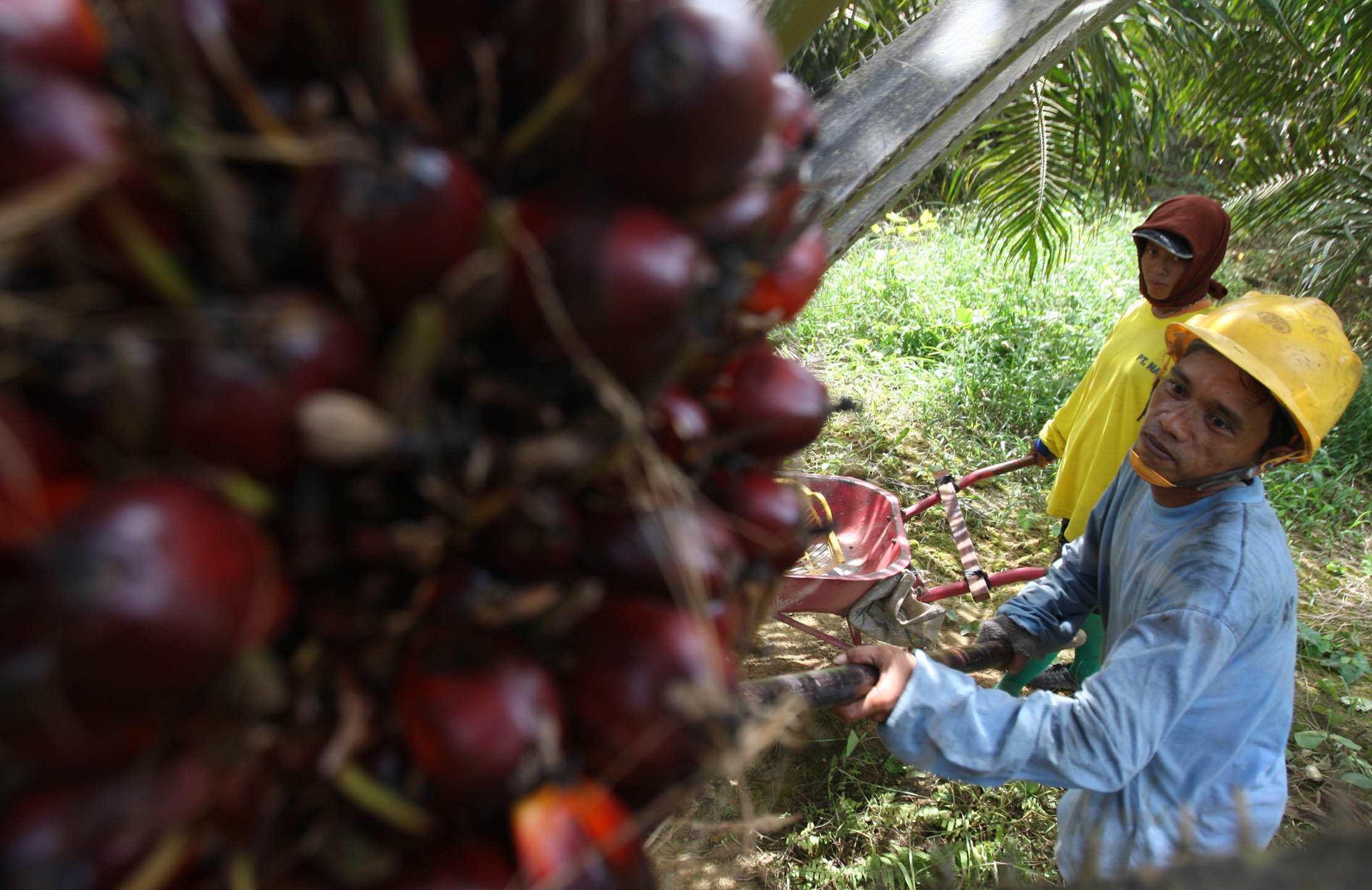 Aktifitas petani sawit di perkebunan kawasan Pangkalan Bun Kalimantan Selatan. Foto : Panji Asmoro/TrenAsia