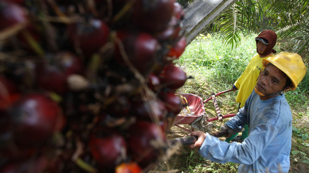 Aktifitas Petani Sawit - Panji 4.jpg