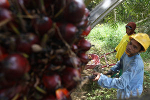 Aktifitas Petani Sawit - Panji 4.jpg