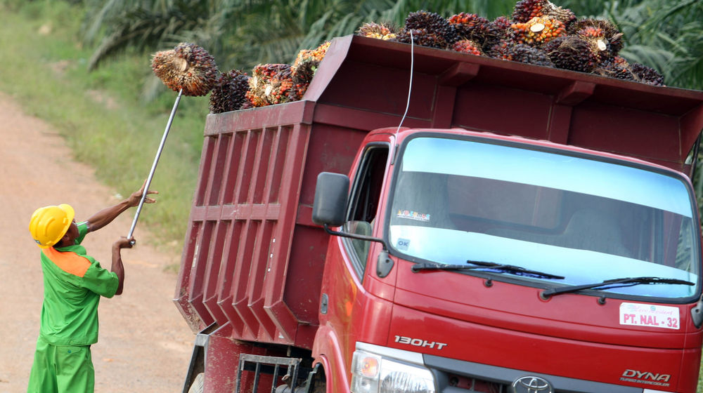 Aktifitas Petani Sawit - Panji 3.jpg