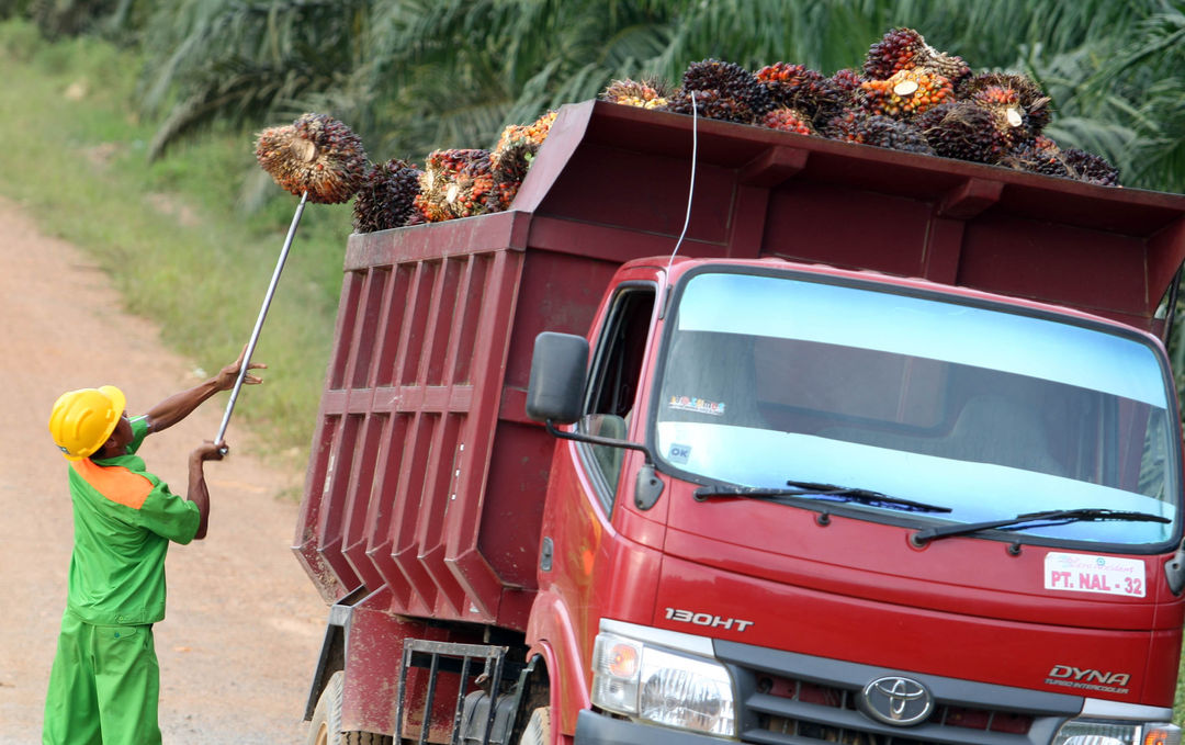 Aktifitas petani sawit di perkebunan kawasan Pangkalan Bun Kalimantan Selatan. Foto : Panji Asmoro/TrenAsia