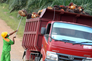 Aktifitas Petani Sawit - Panji 3.jpg