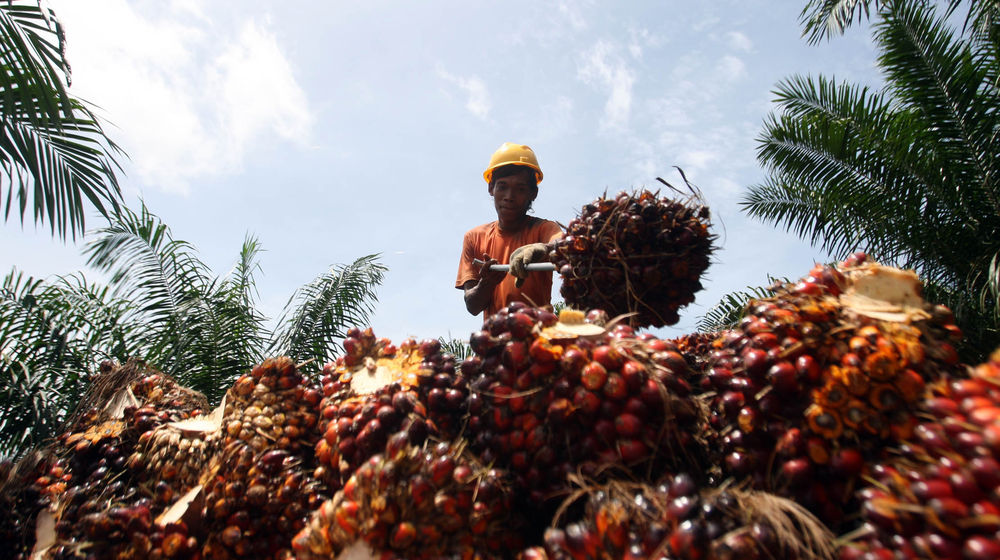 Aktifitas Petani Sawit - Panji 2.jpg
