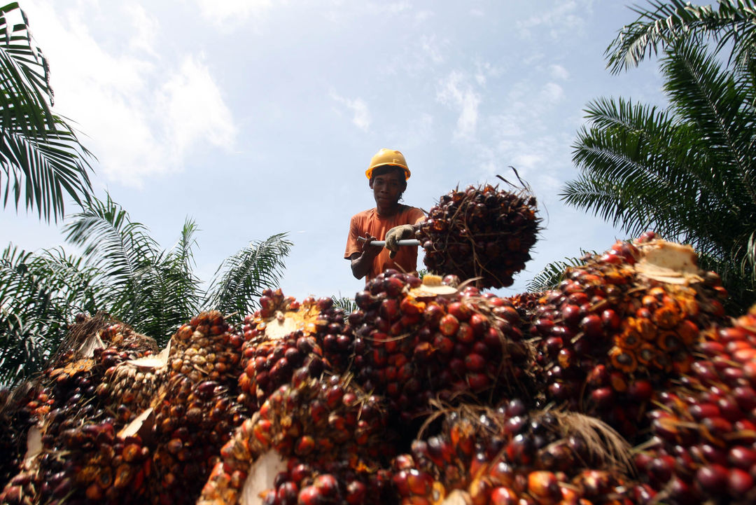 Aktivitas petani sawit di perkebunan kawasan Pangkalan Bun Kalimantan Selatan. Foto : Panji Asmoro/TrenAsia