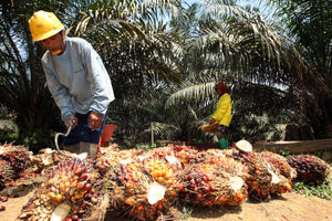 Aktifitas Petani Sawit - Panji 1.jpg