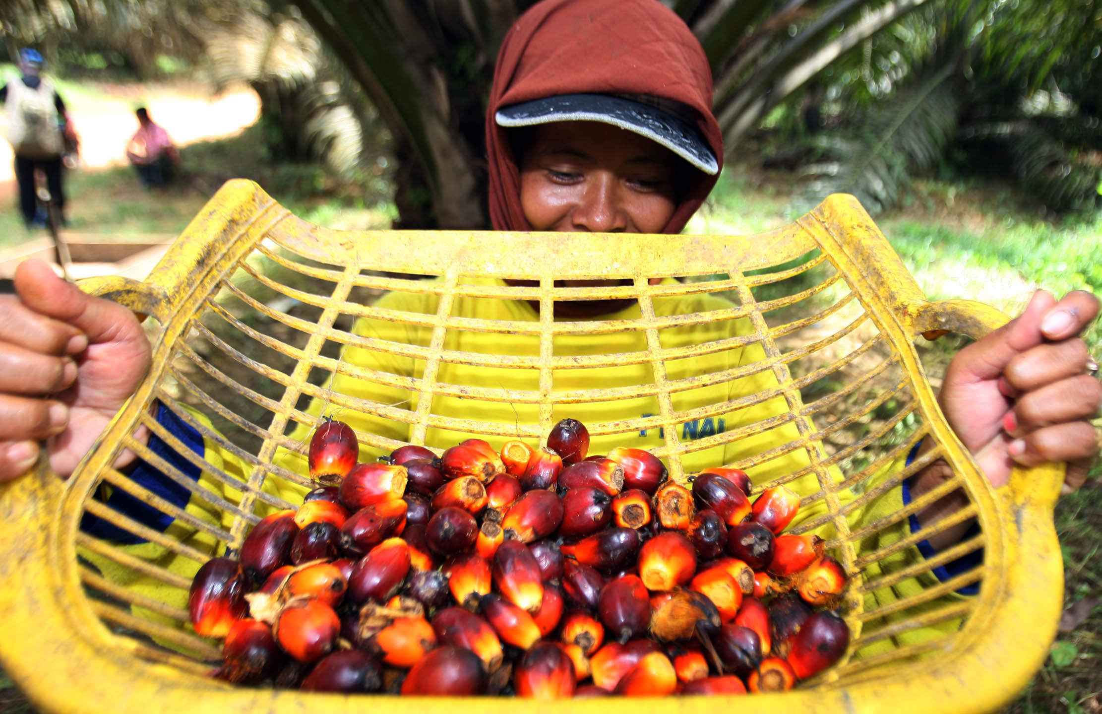 Aktifitas petani sawit di perkebunan kawasan Pangkalan Bun Kalimantan Selatan. Foto : Panji Asmoro/TrenAsia