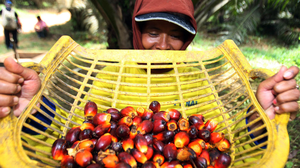 Aktifitas Petani Sawit - Panji 5.jpg
