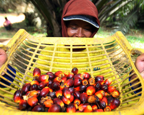 Aktifitas Petani Sawit - Panji 5.jpg