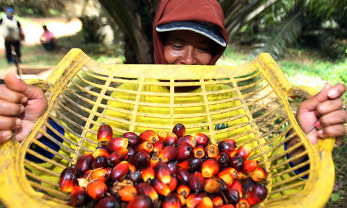 Aktifitas Petani Sawit - Panji 5.jpg