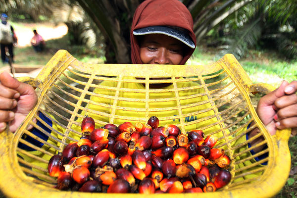 Aktifitas Petani Sawit - Panji 5.jpg