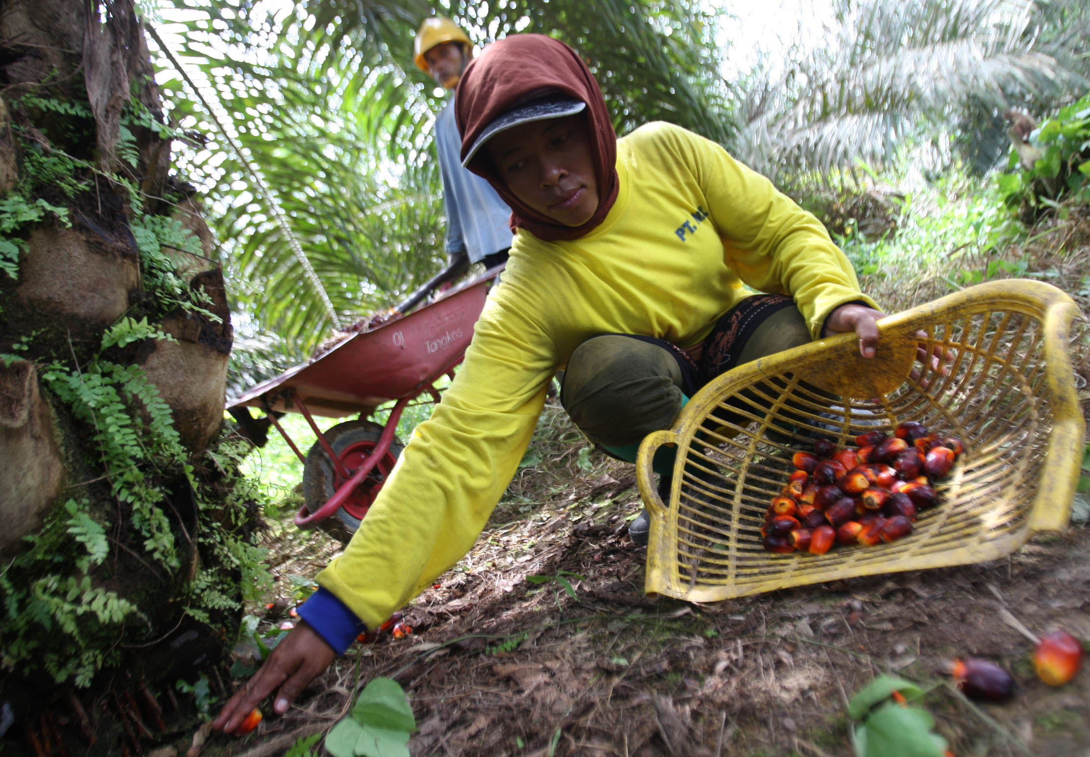 Aktifitas petani sawit di perkebunan kawasan Pangkalan Bun Kalimantan Selatan. Foto : Panji Asmoro/TrenAsia
