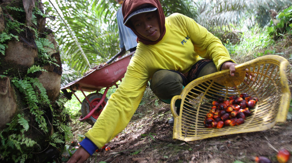 Aktifitas Petani Sawit - Panji 6.jpg