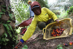 Aktifitas Petani Sawit - Panji 6.jpg