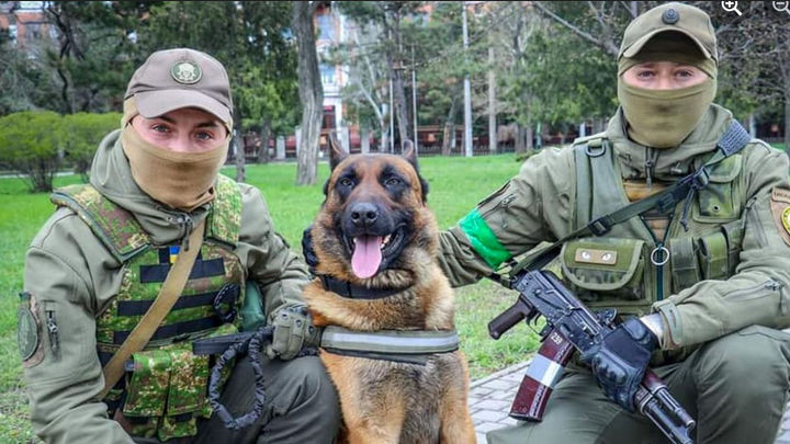 Karena ditelantarkan tentara Rusia di garis terdepan konflik di Ukraina, anjing ini kini menjadi bagian pasukan Ukraina.