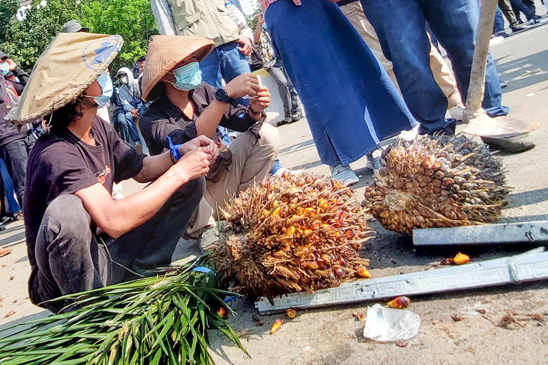 Massa yang tergabung dalam Barisan Masyarakat Anti Korupsi, Kolusi dan Nepotisme (BASMI KKN) melakukan aksi unjuk rasa dengan membawa sawit di Jakarta, Jumat, 27 Mei 2022. Foto: Ismail Pohan/TrenAsia