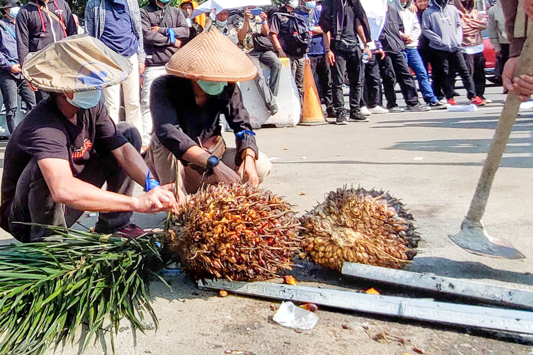 Massa yang tergabung dalam Barisan Masyarakat Anti Korupsi, Kolusi dan Nepotisme (BASMI KKN) melakukan aksi unjuk rasa dengan membawa sawit di Jakarta, Jumat, 27 Mei 2022. Foto: Ismail Pohan/TrenAsia