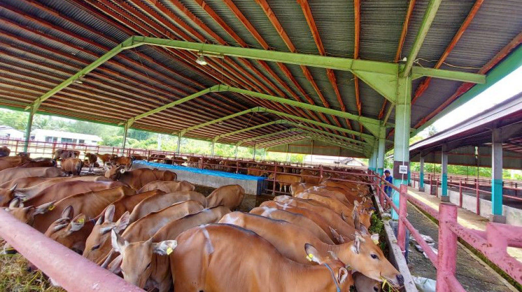 Sekelompok sapi di sebuah peternakan. Sapi dari Pulau Jawa tak boleh masuk Pulau Mamdura