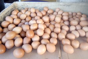 WhatsApp Image 2022-05-30 at 18.07.00 (1).jpeg