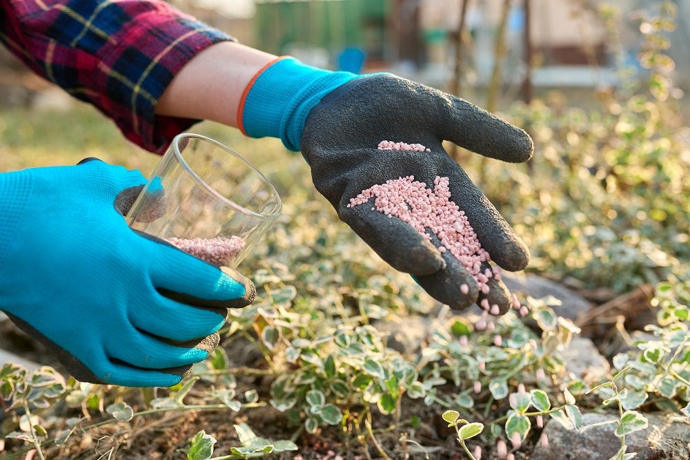 <p>How to Get Genuine Subsidized Fertilizer</p>
