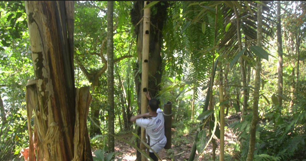 Petani aren menaiki pohon enau untuk mendapatkan nira aren