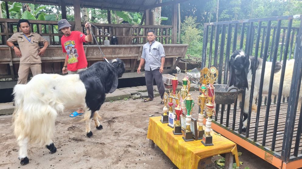 2 juni kambing etawa.jpeg