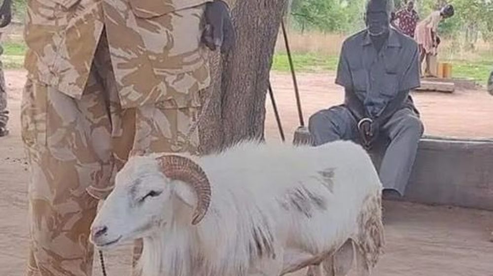 Seekor kambing di Sudan ditetapkan sebagai pelaku pembunuhan seorang wanita.