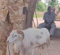 Seekor kambing di Sudan ditetapkan sebagai pelaku pembunuhan seorang wanita.