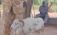 Seekor kambing di Sudan ditetapkan sebagai pelaku pembunuhan seorang wanita.