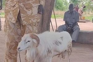 Seekor kambing di Sudan ditetapkan sebagai pelaku pembunuhan seorang wanita.