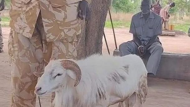 Terbukti Bersalah, Seekor Kambing di Sudan Dihukum Penjara 3 Tahun 