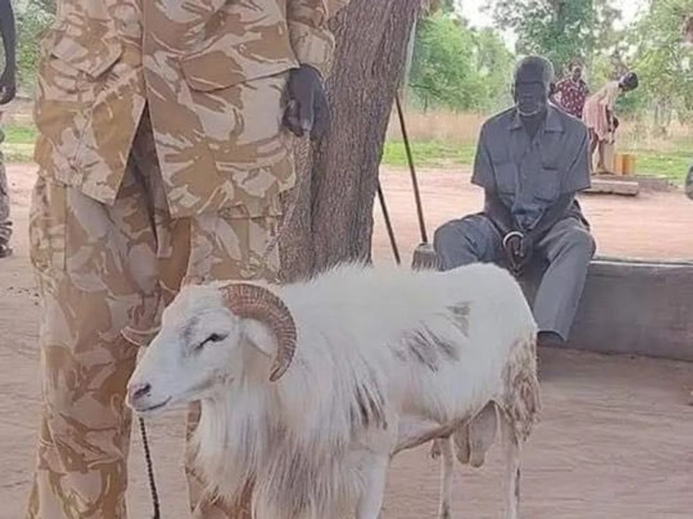 Seekor kambing di Sudan ditetapkan sebagai pelaku pembunuhan seorang wanita.