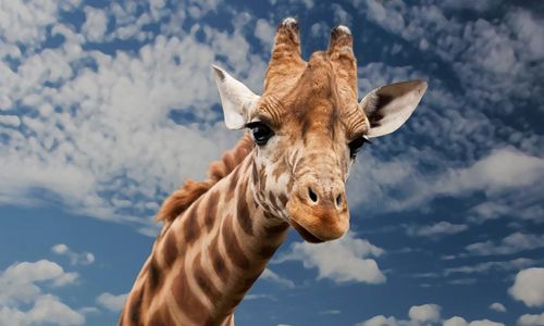 giraffe-g43a1ff1c3_1280.jpg