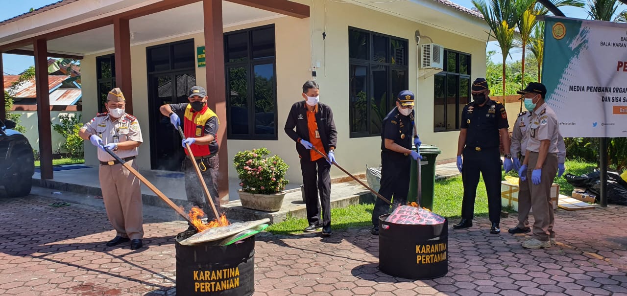 Benih Tanaman Asal 4 Negara Dimusnahkan Karantina Pertanian Balikpapan