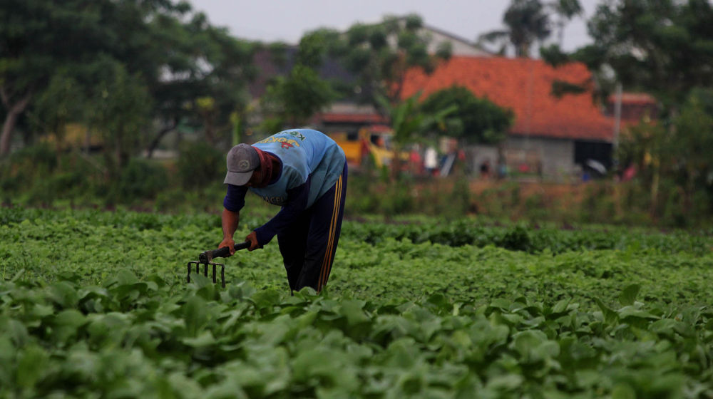 Pertanian Serap Tenaga Kerja - Panji 2.jpg