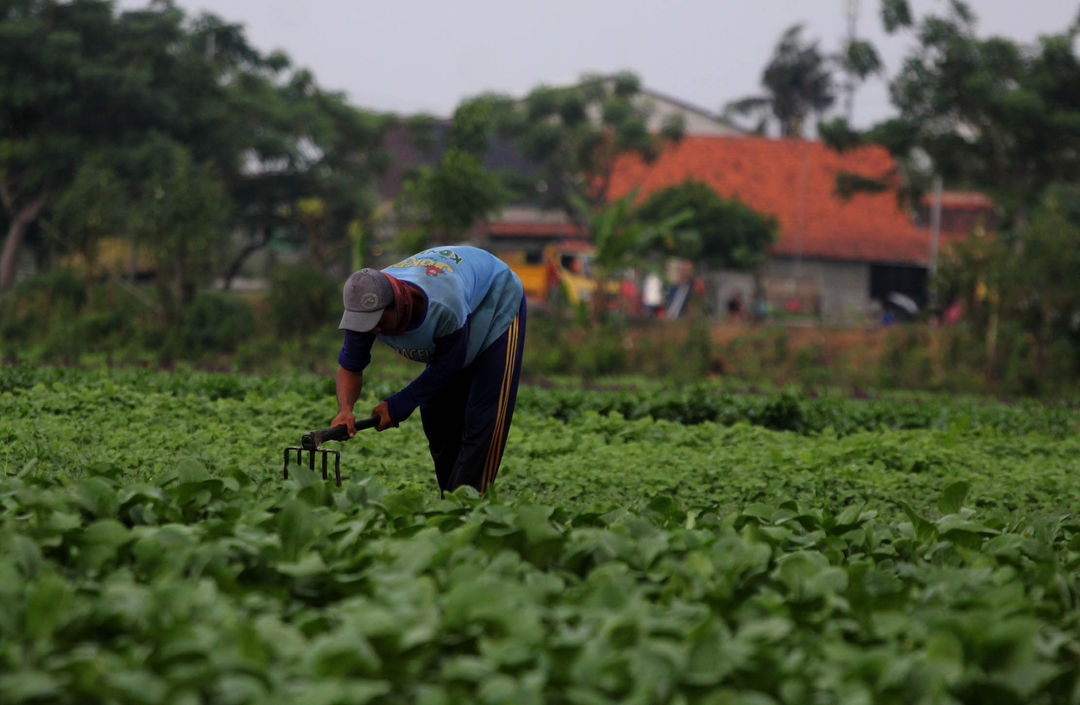 Nampak sejumlah petani sayur yang merawat tanaman di lahan milik PT Angkasa Pura Bandara Soekarno Hatta, Kota Tangerang, Selasa 7 Juni 2022. Foto : Panji Asmoro/TrenAsia